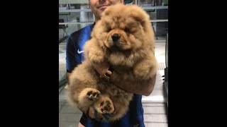 Chow chow puppy goes to Kmart for the first time in Melbourne