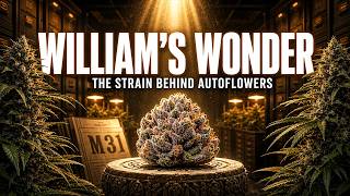William’s Wonder: The Mysterious Strain That Shaped Autoflowers
