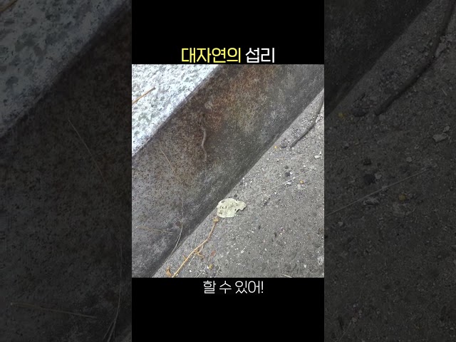 개미들의 구세주