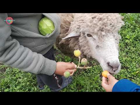 Video: ¿Qué comen las ovejas?