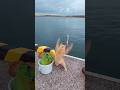 港猫と魚釣り～キス釣り
