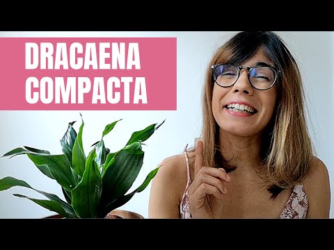 Dracaena compacta - how to care for janet craig plant