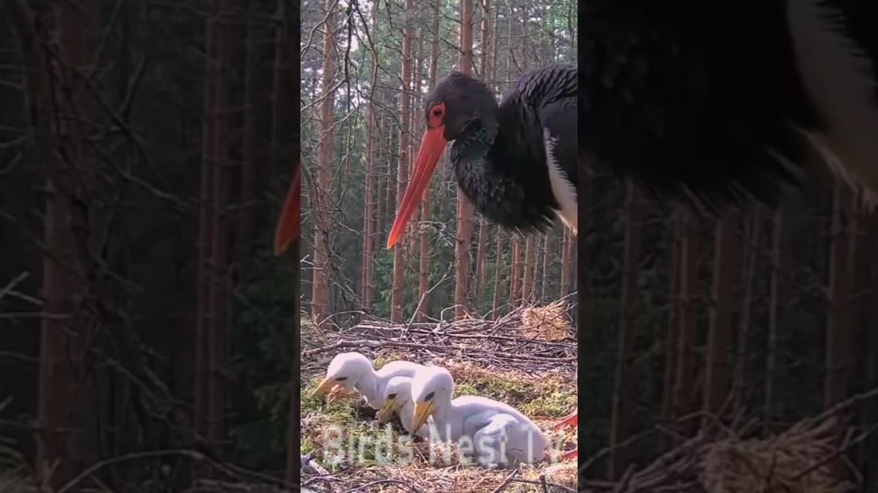 Review birds nest life, the mother birds feeding her babies in their nest [P