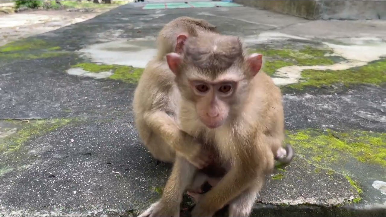 Monkeys who are siblings. They love each other more than humans.