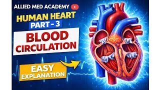 Human heart part 3- Blood circulation, systemic circulation and pulmonary circulation