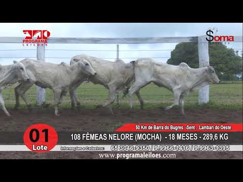 LOTE 01