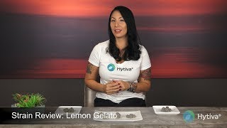 Strain Review: Lemon Gelato