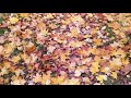 Rustle Of Autumn Leaves 