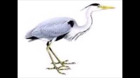 Benadering van de massadichtheden van zwarte gaten - Door "Kempisch Klusoo".