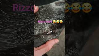 Rizzo tried this trend for the first time #trending#aboopaday #art #simpleshow #thestarters