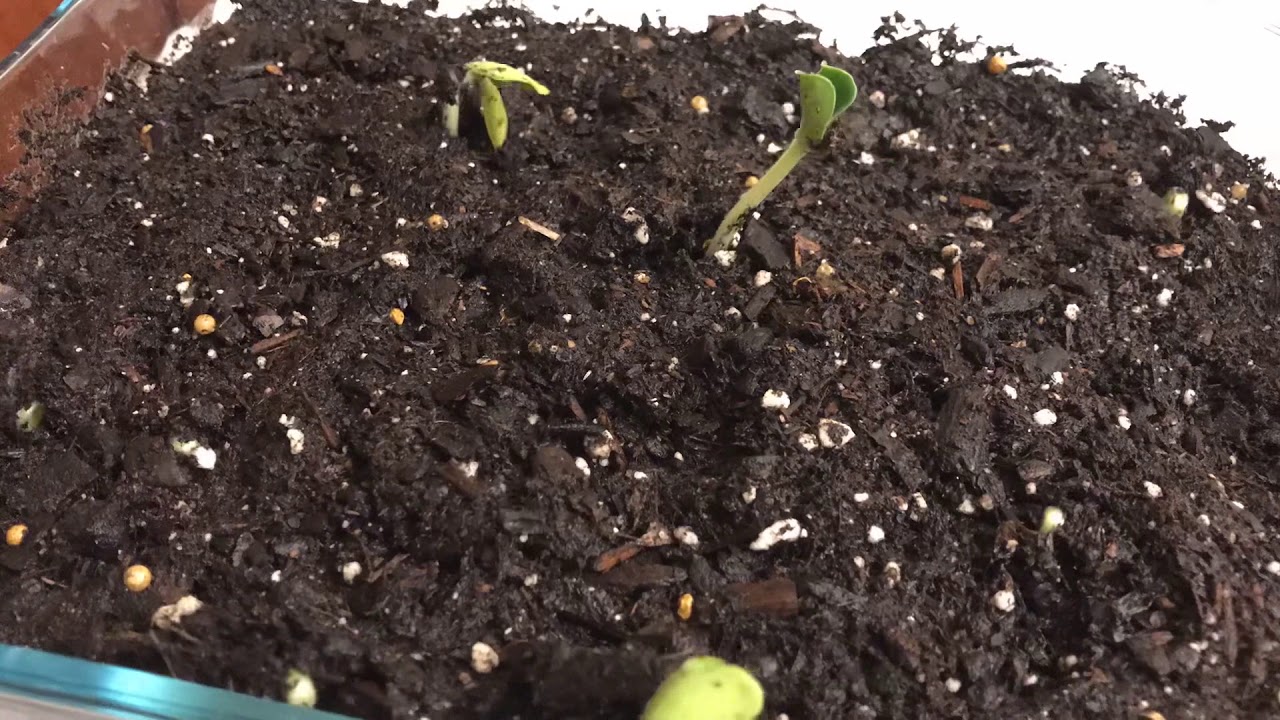 Butternut squash time lapse YouTube