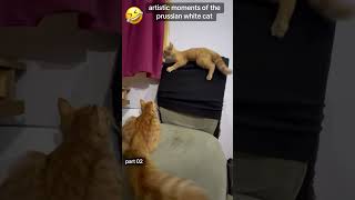 free persian cat adoption 2026 | adopt cute cats near you before they’re gone 🐱