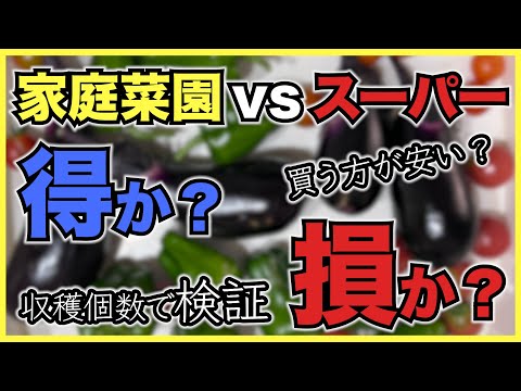 【検証】家庭菜園はスーパーで野菜を買うより得か損か？節約できるか？【収穫個数と費用でシミュレーション】