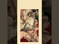 Lovely cat videos | American cat lovers | #shorts #viral #america #usa #catshorts #catmoments #funny