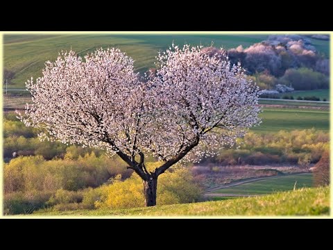 Video: Röda fågelkörsbär: blommar för människors glädje
