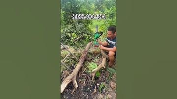 Máy cưa xích pin wortfix #maycuaxichpin #cuaxich #dienmaydongphong