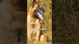 It's Preferred Over the German Shepherd for the Military....Belgian Malinois