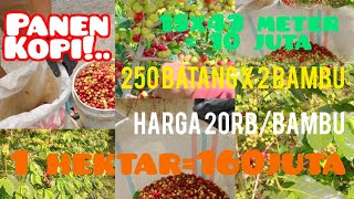 PANEN KOPI ! Lahan 15x43 Meter 250 Batang= 10 JUTA | 1 Hektar 4000 Batang = 160 JUTA 