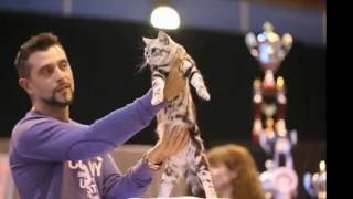 Американская короткошерстная. Окрас Silver tabby Американская короткошерстная. Окрас Silver tabby