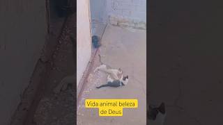 vida de gato #cutecat #cat #vidaanimal#shortvideo