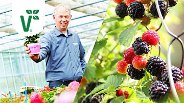 Wie viel Sonne brauchen Brombeeren?