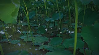 Frog Sounds for Sleeping 4K | Frogs Under Lotus Leaves | 3 Hours Nature White Noise