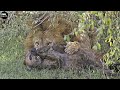 Unbelievable lion attack hyena  atp earth