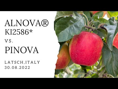 Video: Pinova'nın elma ağacı: bahçıvanların fotoğraf, tat, bakım ve incelemeleriyle açıklama