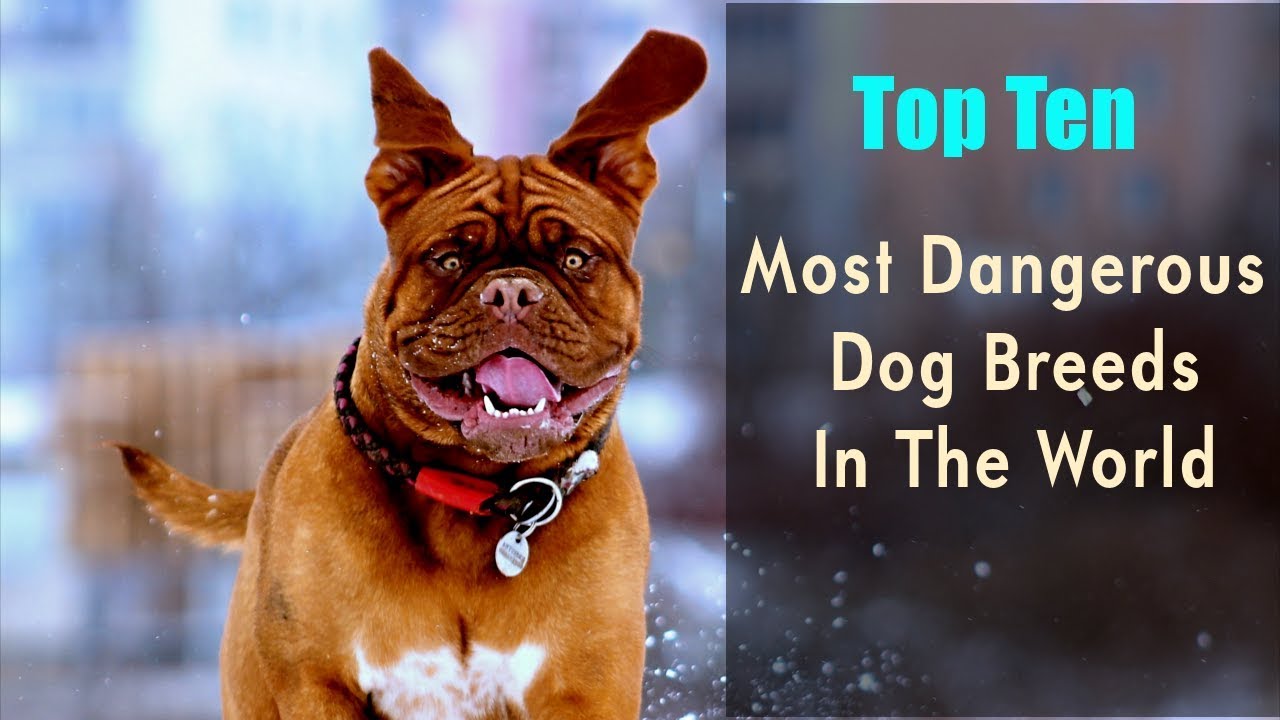 Top Ten Most Dangerous Dog Breeds In The World YouTube