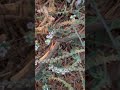עוקץ עקרב שעיר פורח Heliotropium hirsutissimum