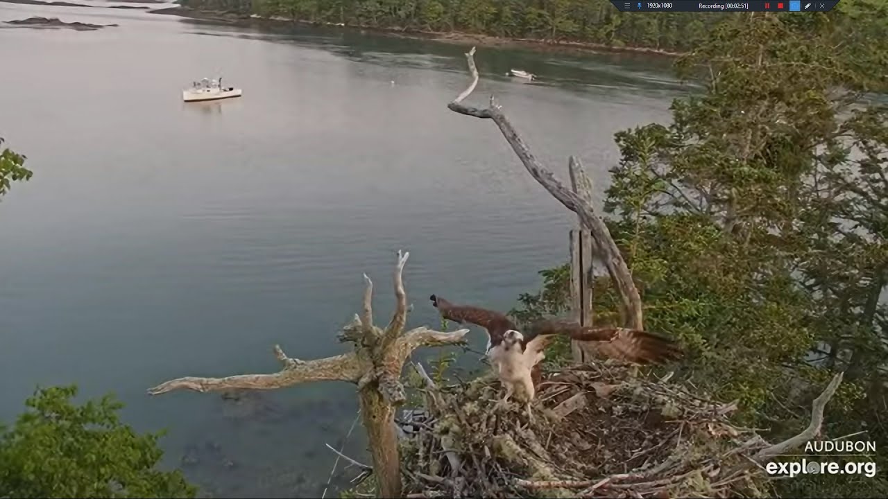 Steve checks on his Nest in the Morning (both views) - Hog Island ...