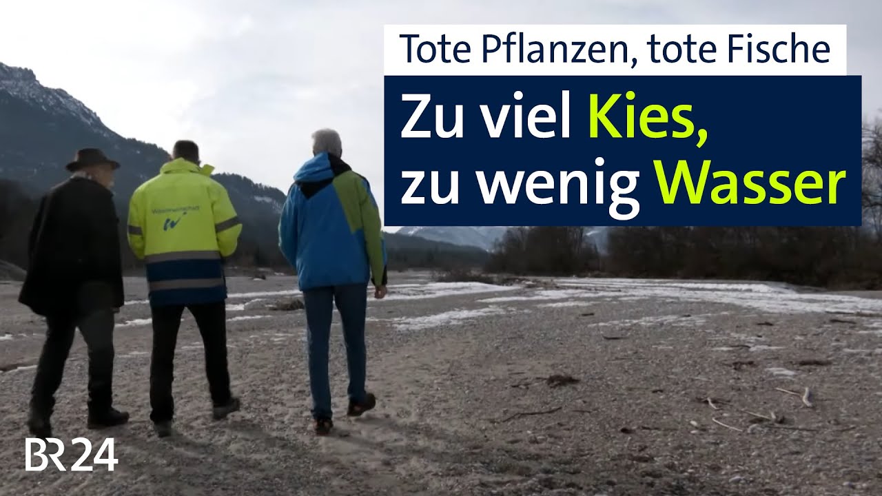 Tote Pflanzen, tote Fische: Dauerproblem Isarkies | Abendschau | BR24