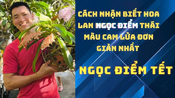 Cách nhanh nhất và dễ nhất để nhận diện hoa lan Ngọc điểm thái màu cam lửa| Chia sẻ