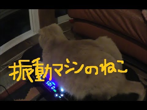 振動マシンのねこ