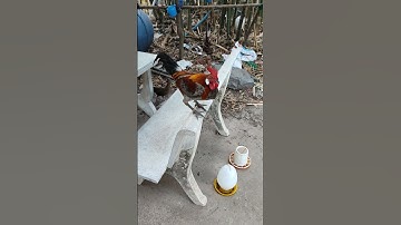 xám tơ🐓 #thứcgàrừng86 #gàrừngrặc #gàrừngtaitrắng