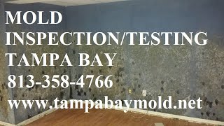 Trinity FL Mold Inspection &amp; Testing 813-358-4766 TampaBayMold.net
