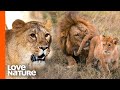 Nsefu Pride Lion King’s Double Life Discovered | Love Nature