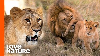 Nsefu Pride Lion King’s Double Life Discovered | Love Nature