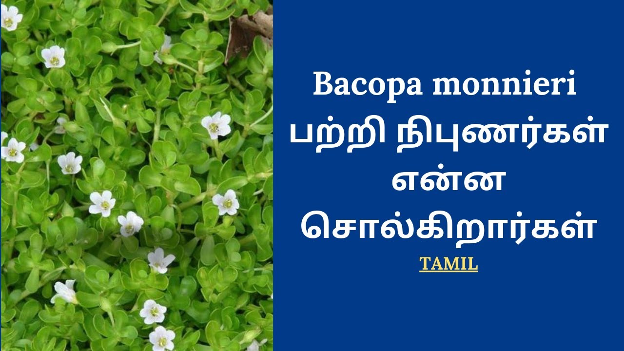 Bacopa Monnieri Benefits | Brahmi | நீர் பிரம்மி |
