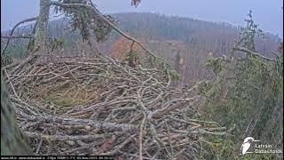 J E20251108 083646MaleCallsInForest