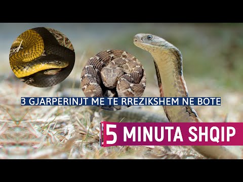 Video: Gjarpërinjtë më të bukur në botë
