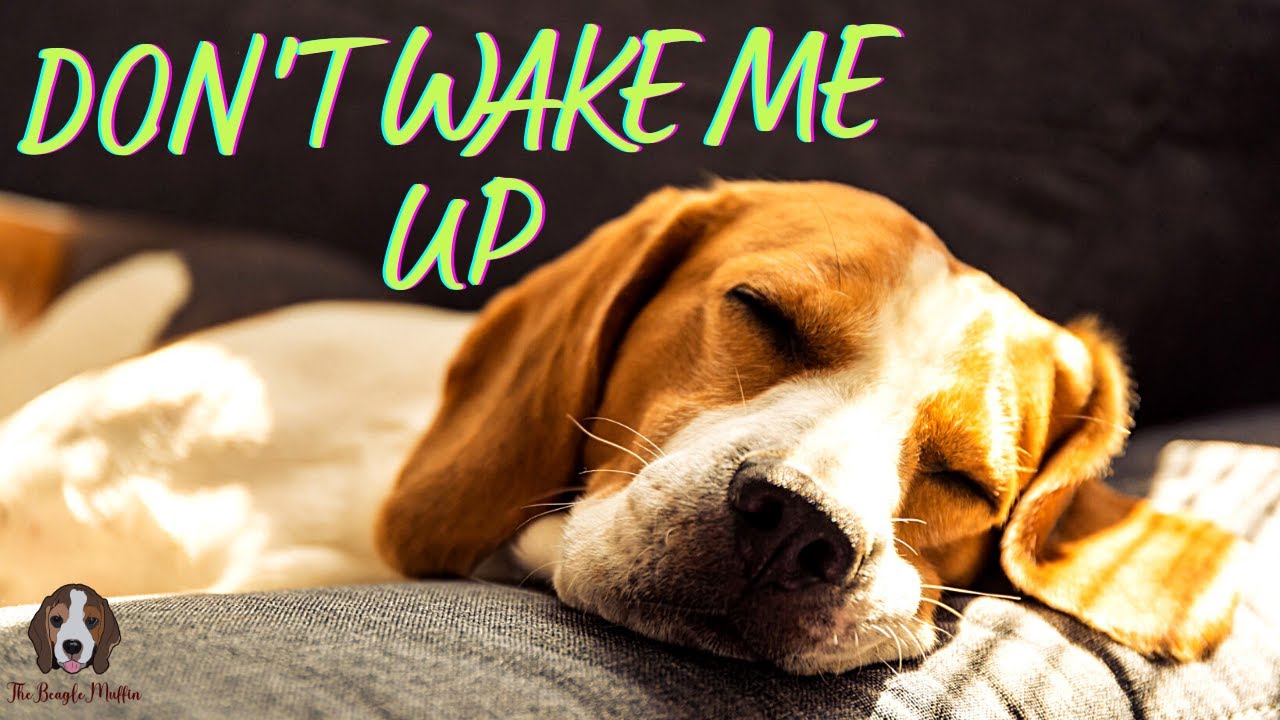 Should You Wake A Sleeping Dog