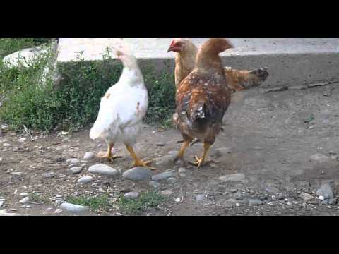 fight of cocks--მამლების ჩხუბი