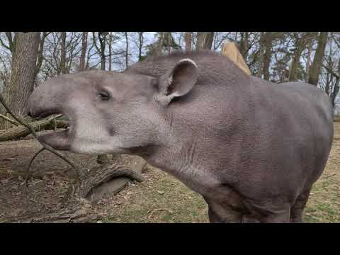 Video: Tapir je Nižinski tapir