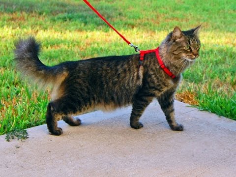 walking a cat on a leash