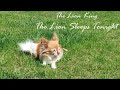 The Lion King – The Lion Sleeps Tonight | D tin whistle