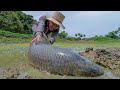 Wow! Catching Big Fish - Amazing Fishing in Dry Season catching catfish & Big Fish