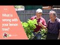 What is wrong with your Lemon Tree? | Vasilis Garden S3E9