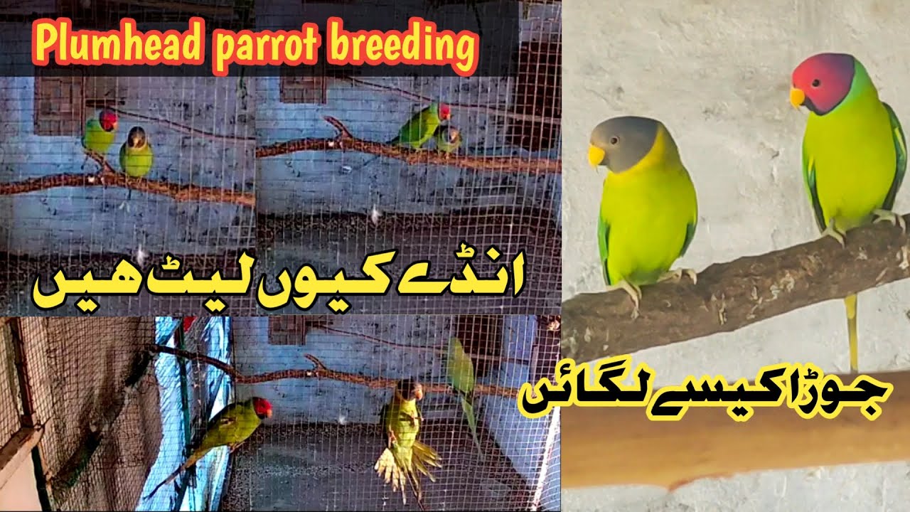 How to breed a plumheaded parakeet| breeding season tips|plum headed parrot 