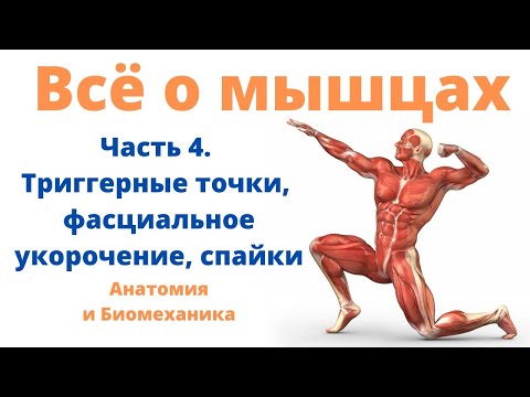 Всё о мышцах.